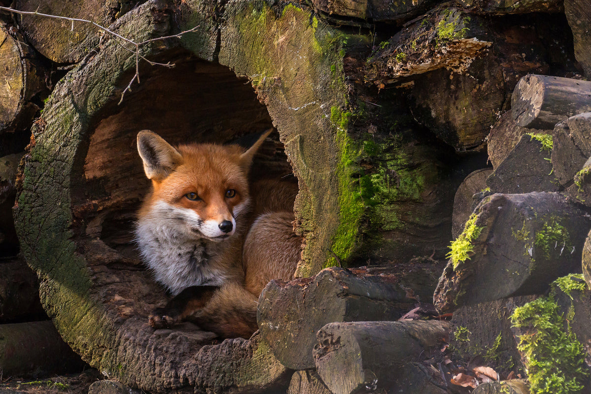 framedposter-print-fox-xqe