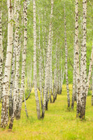framedcanvas-print-the-birch-forest-in-late-summer