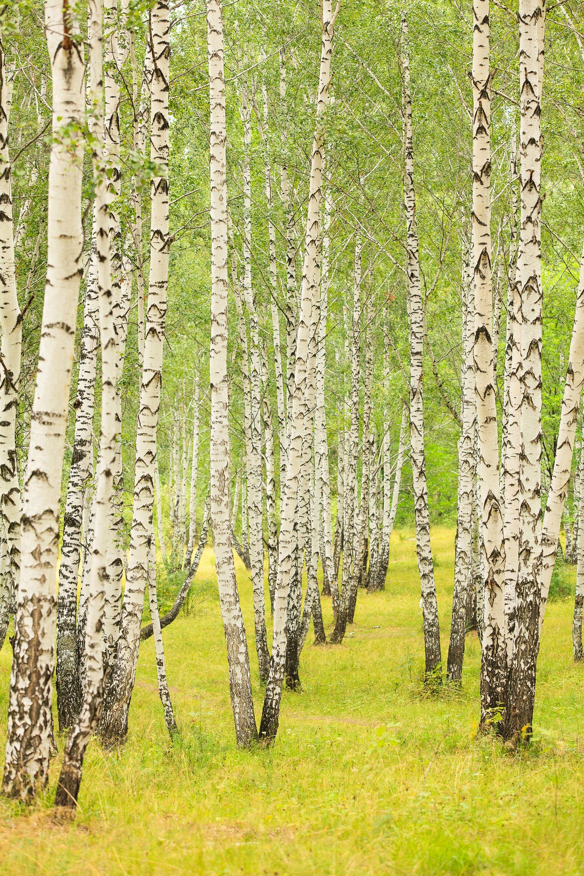 framedcanvas-print-the-birch-forest-in-late-summer