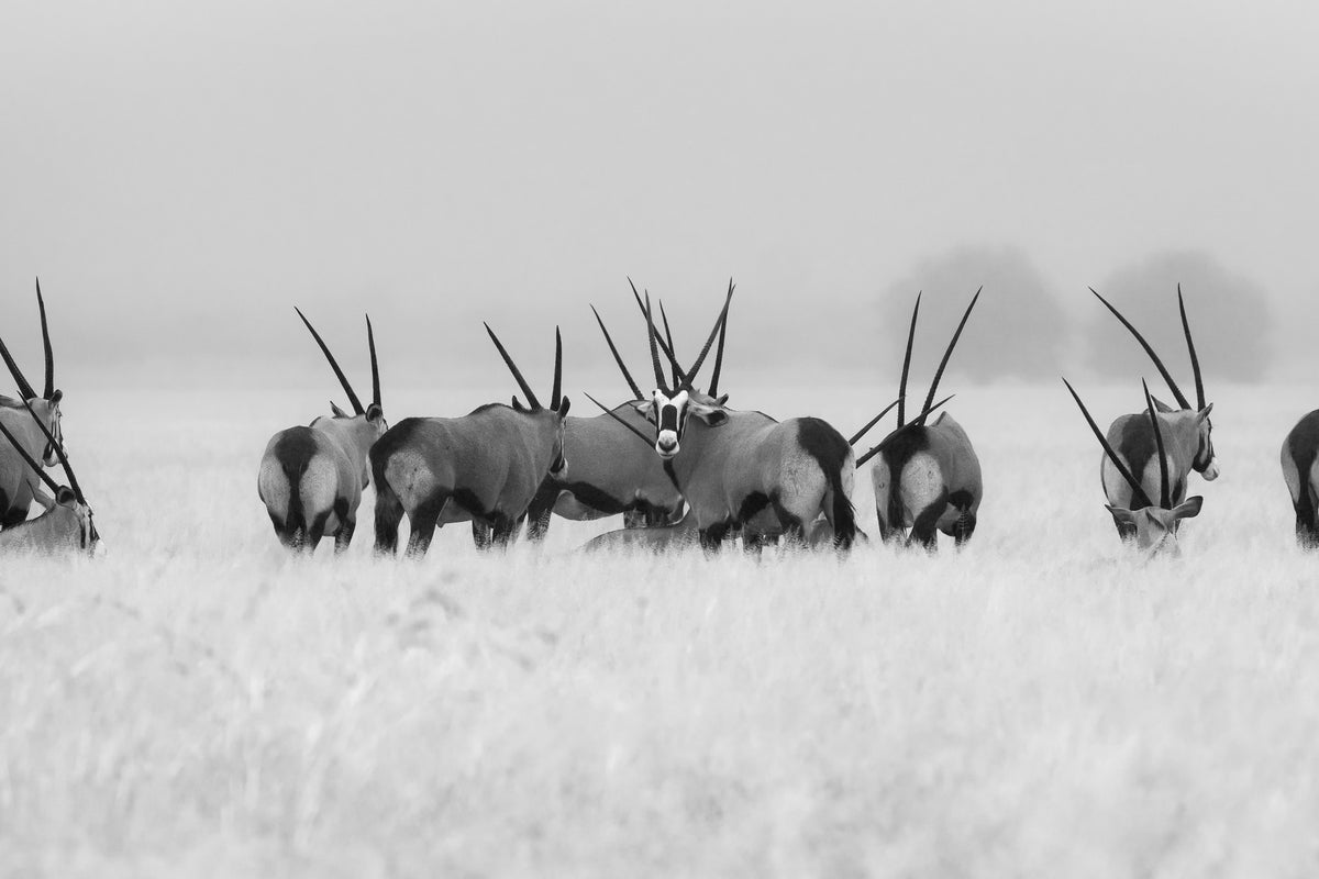 framedposter-print-oryx-in-the-rain-x