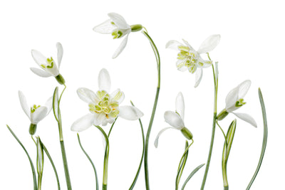 poster-print-spring-snowdrops