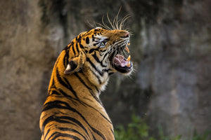 canvas-print-attention-tiger