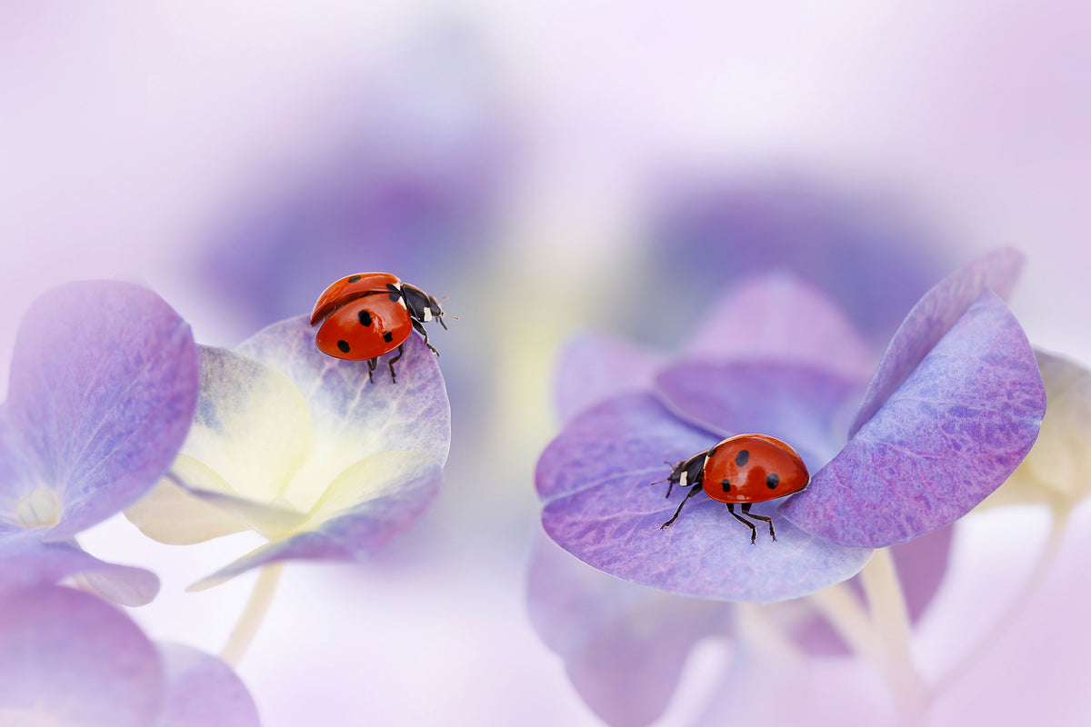 framedcanvas-print-red-and-purple-x