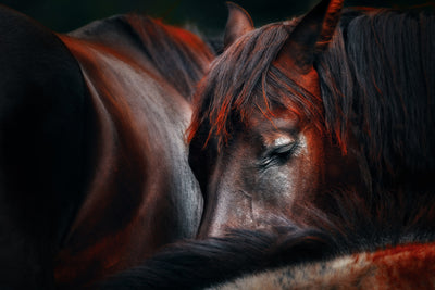 poster-print-sleep-huddle