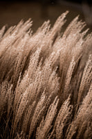 framedposter-print-grass-16