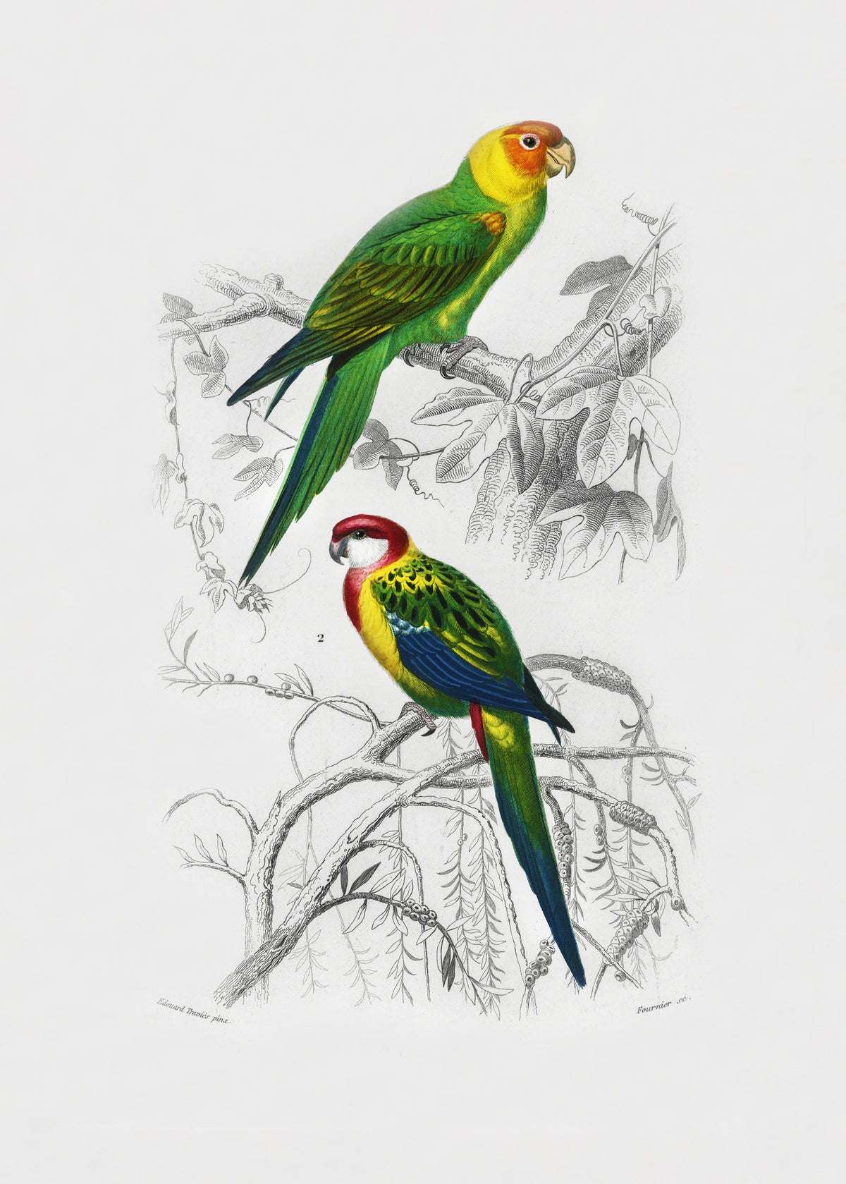 canvas-print-birds