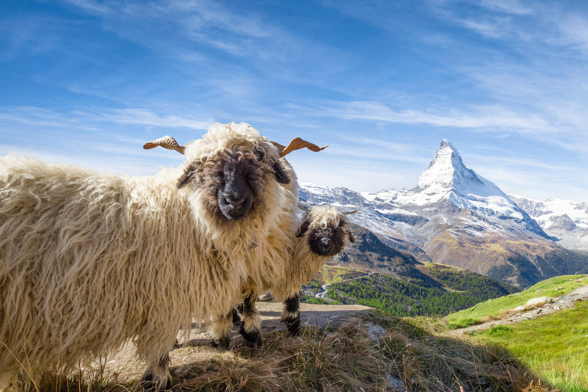 modern-3-piece-aluminium-print-sheep-and-peaks-in-valais