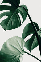 framedcanvas-print-monstera-natural-42