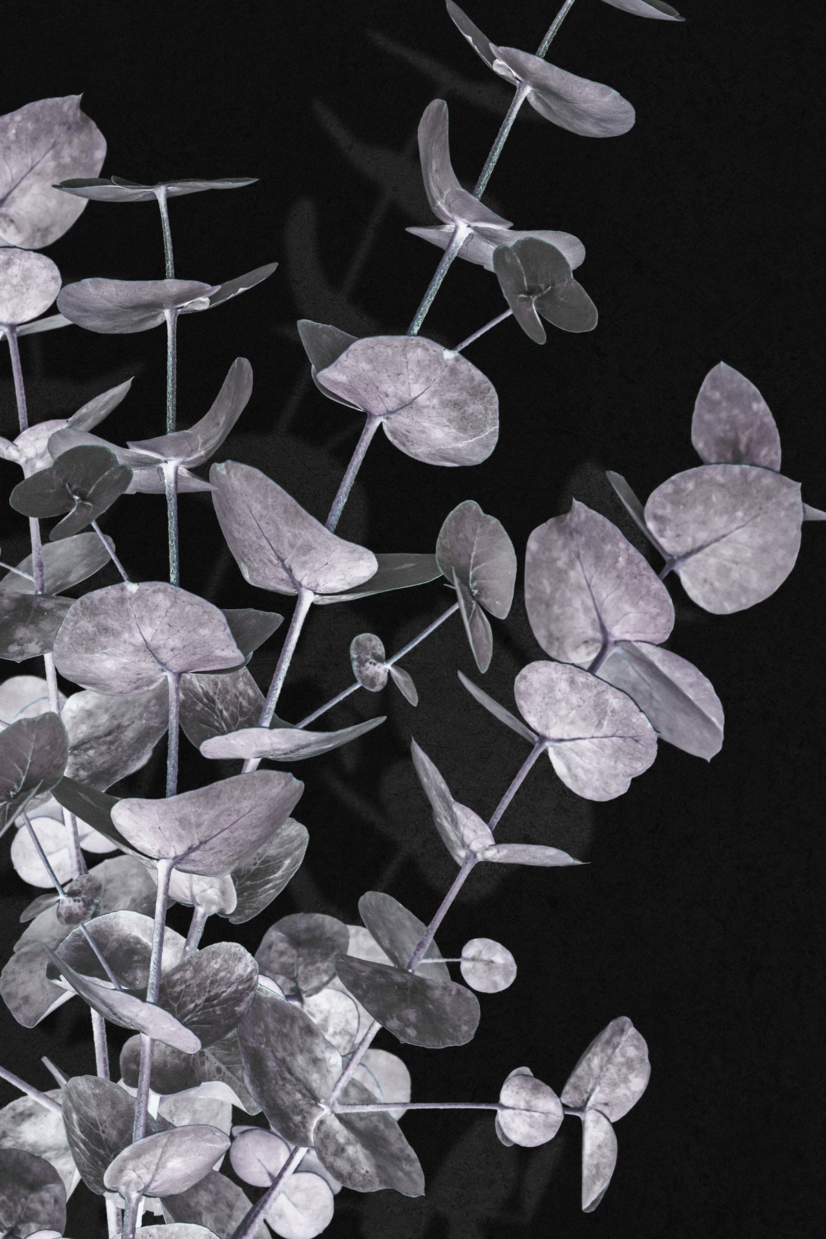 acrylic-print-eucalyptus-negative-003