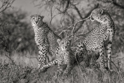 poster-print-three-cats
