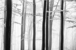 3-piece-aluminium-print-spring-trees