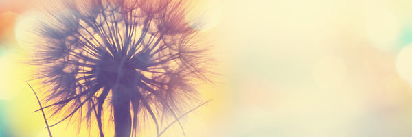 panoramic-3-piece-acrylic-print-the-dandelion-in-the-light-panorama