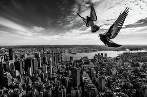 3-piece-canvas-print-pigeons-on-the-empire-state-building