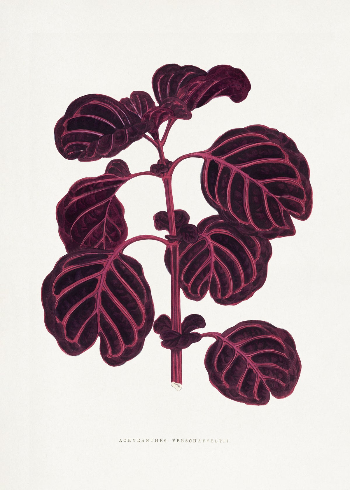 poster-print-vintage-flora