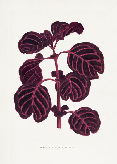 poster-print-vintage-flora