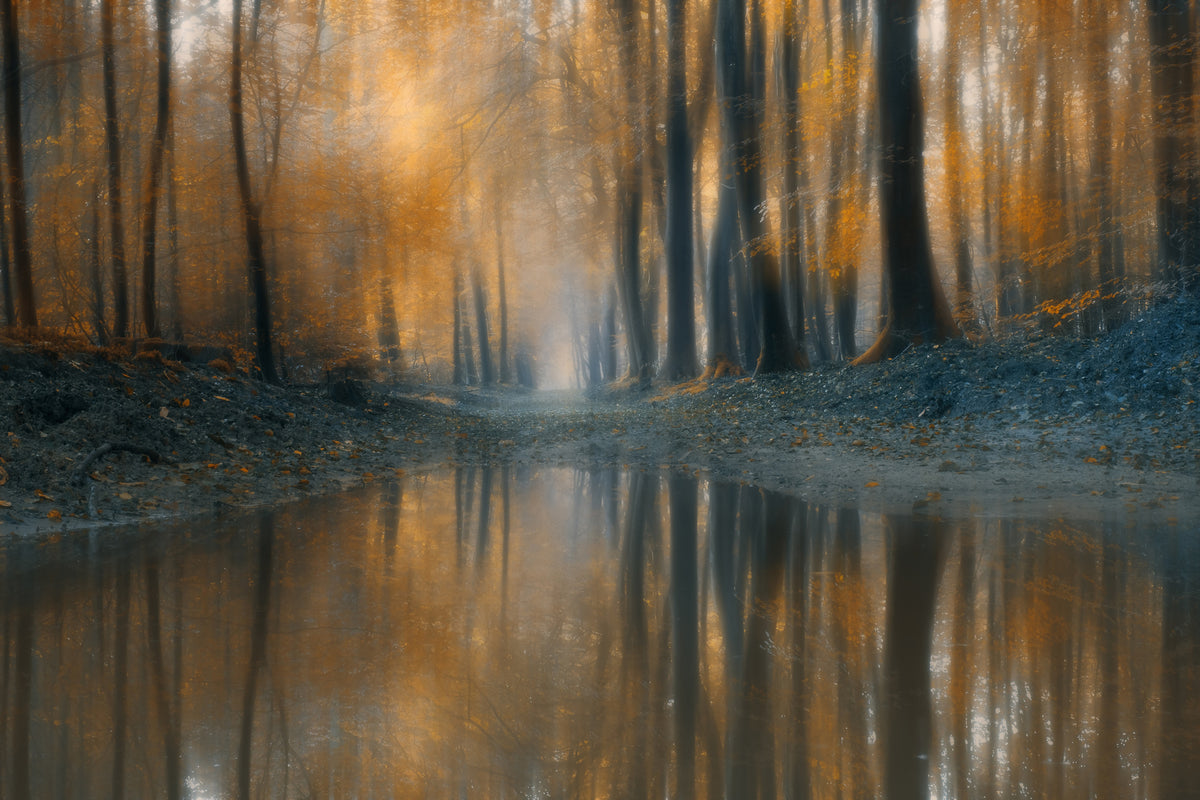 framedcanvas-print-the-woods-x