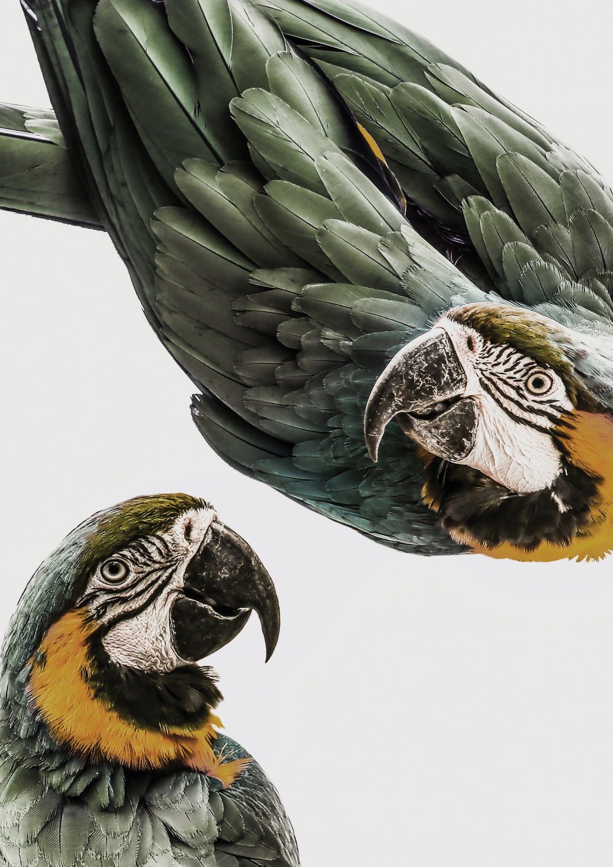 framedcanvas-print-vibrant-parrot-duo