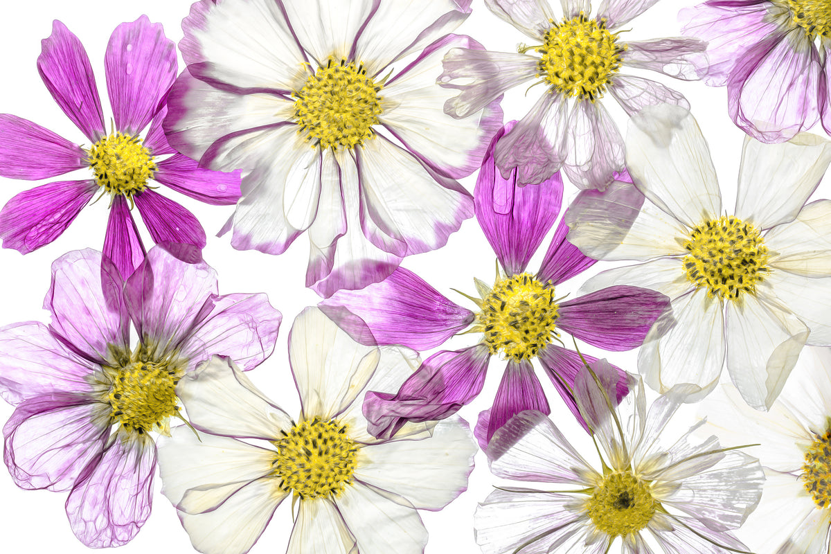aluminium-print-keeping-summer-x