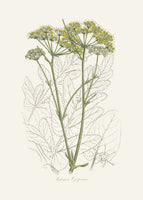 canvas-print-opobalsam-pastinaca-opopanax-medical-botany