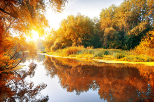 framedposter-print-forest-reflection-in-water