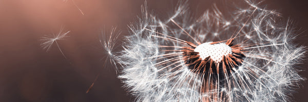 panoramic-canvas-print-dandelion-in-the-evening-light-panorama