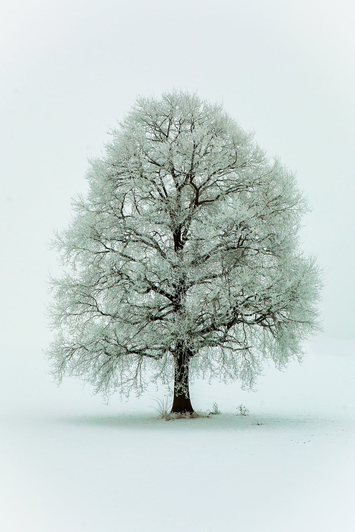 framedcanvas-print-nimloth-x