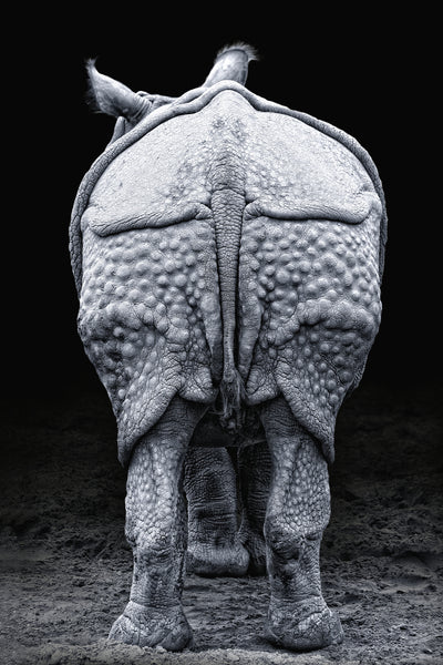 poster-print-rhino-buttocks