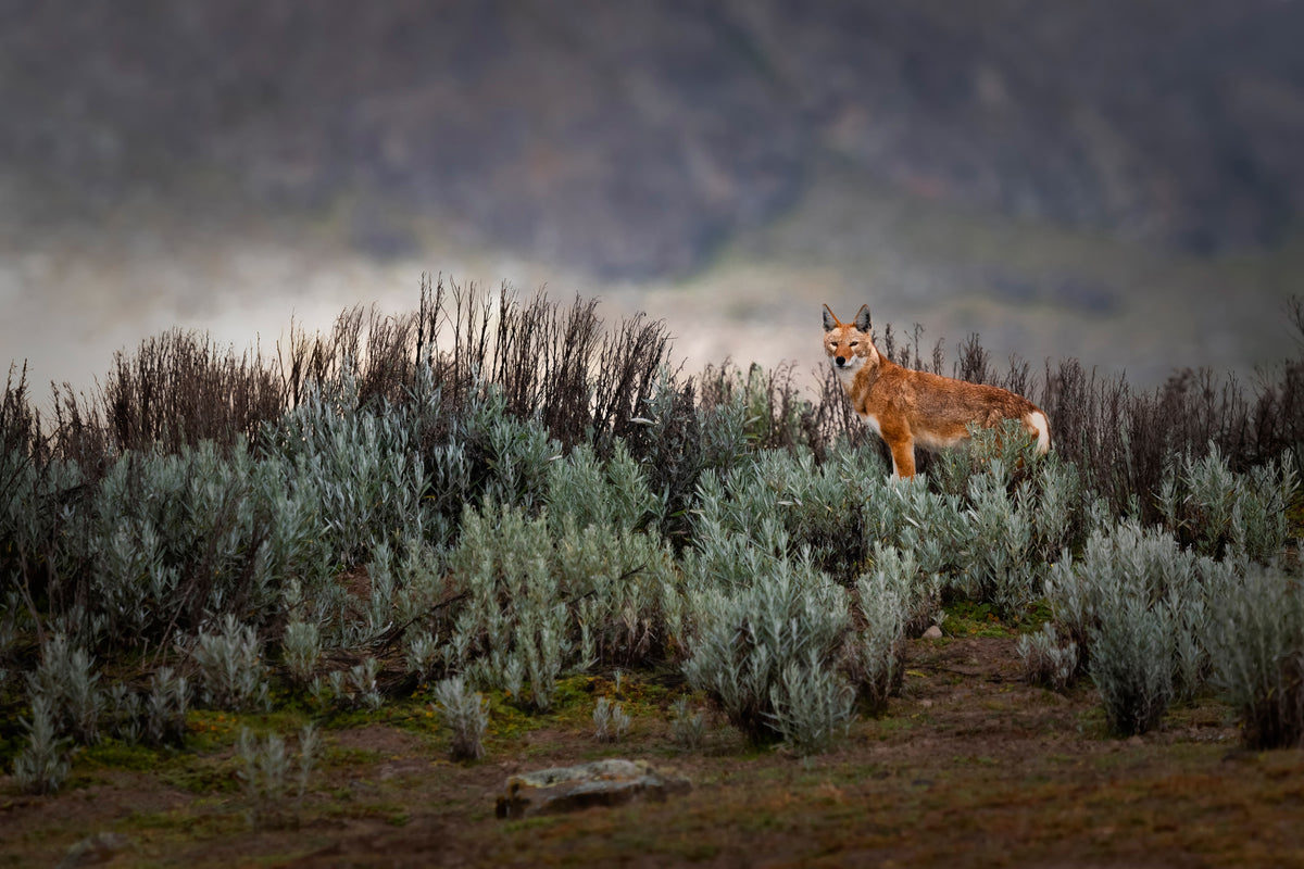 framedposter-print-ethiopian-wolf-x