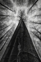 framedcanvas-print-the-forest-is-full-of-secrets