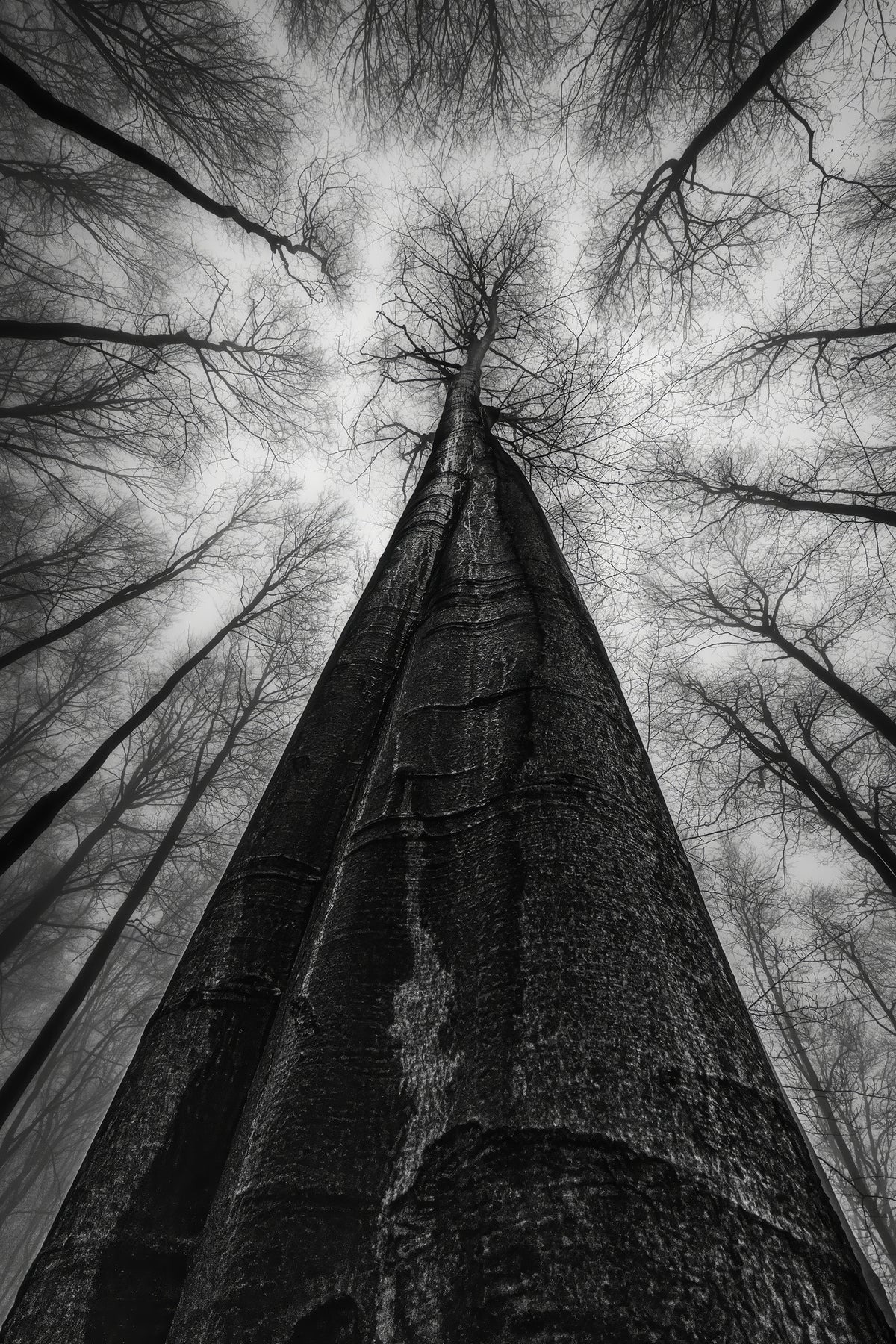 framedcanvas-print-the-forest-is-full-of-secrets