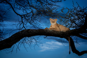 canvas-print-her-majesty-in-the-light-x