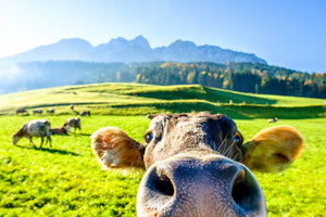 poster-print-funny-cow