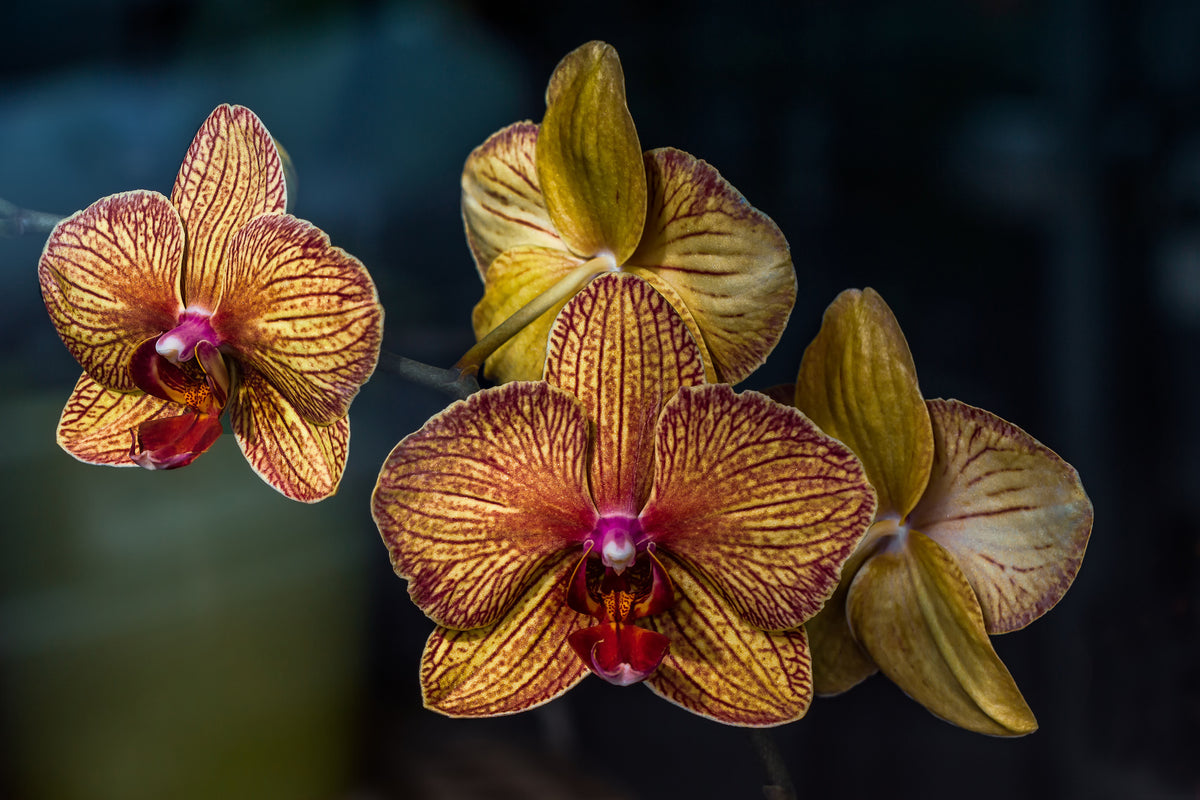 framedcanvas-print-orchidaceae