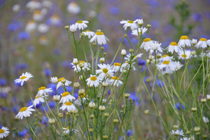 acrylic-print-wild-flower-meadow