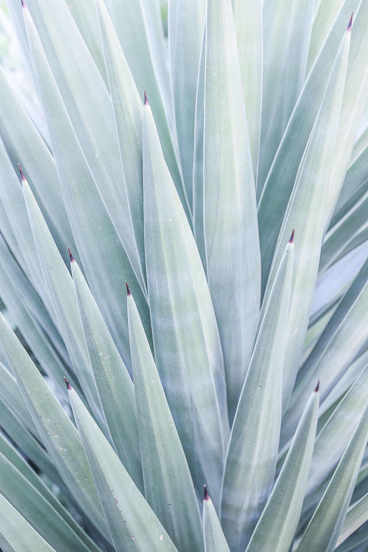 acrylic-print-azure-agave-dance