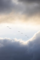 acrylic-print-flying-high-10
