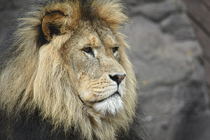 canvas-print-lion-head-xl