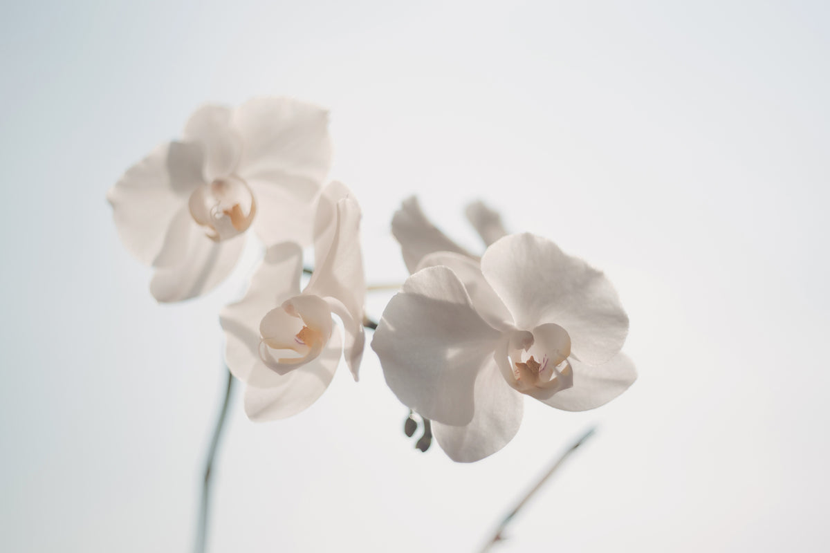 canvas-print-graceful-orchids