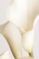 acrylic-print-white-calla-lily-no-2