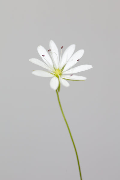 poster-print-small-white-flower-1