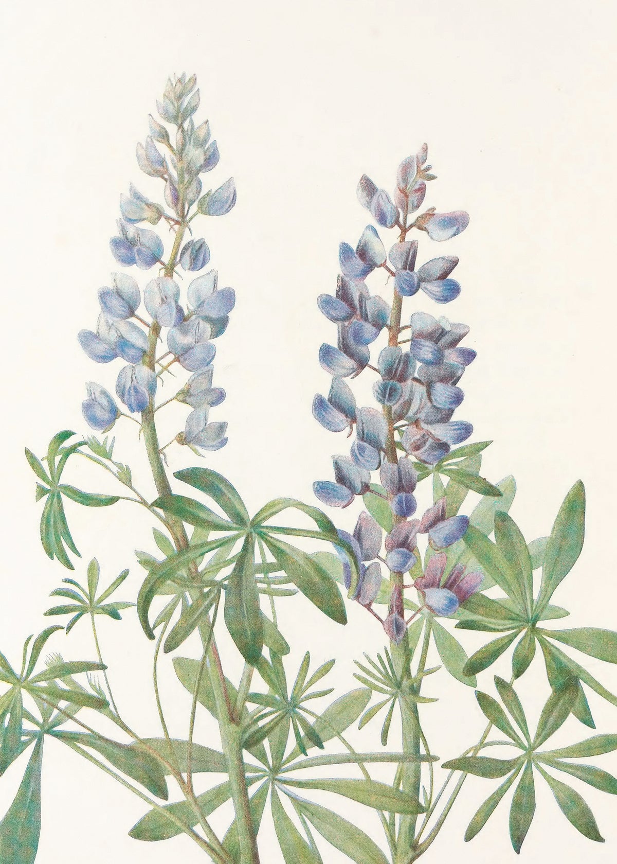 canvas-print-sundial-lupine-from-north-american-wildflowers-1925-by-mary-vaux-walcott