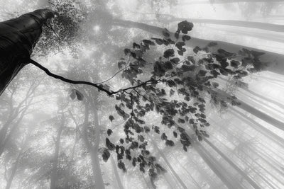poster-print-breath-of-the-forest