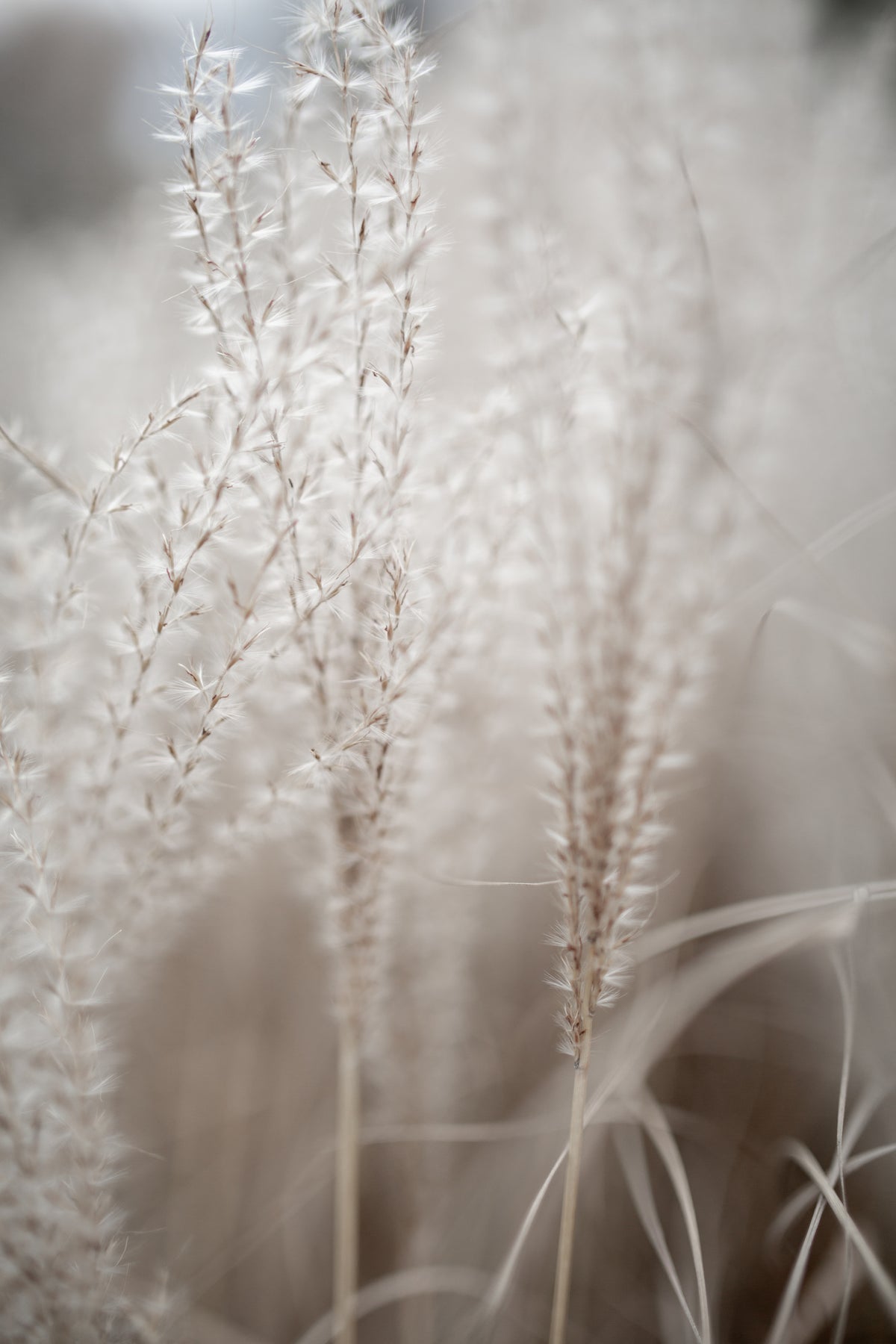 canvas-print-grass-18