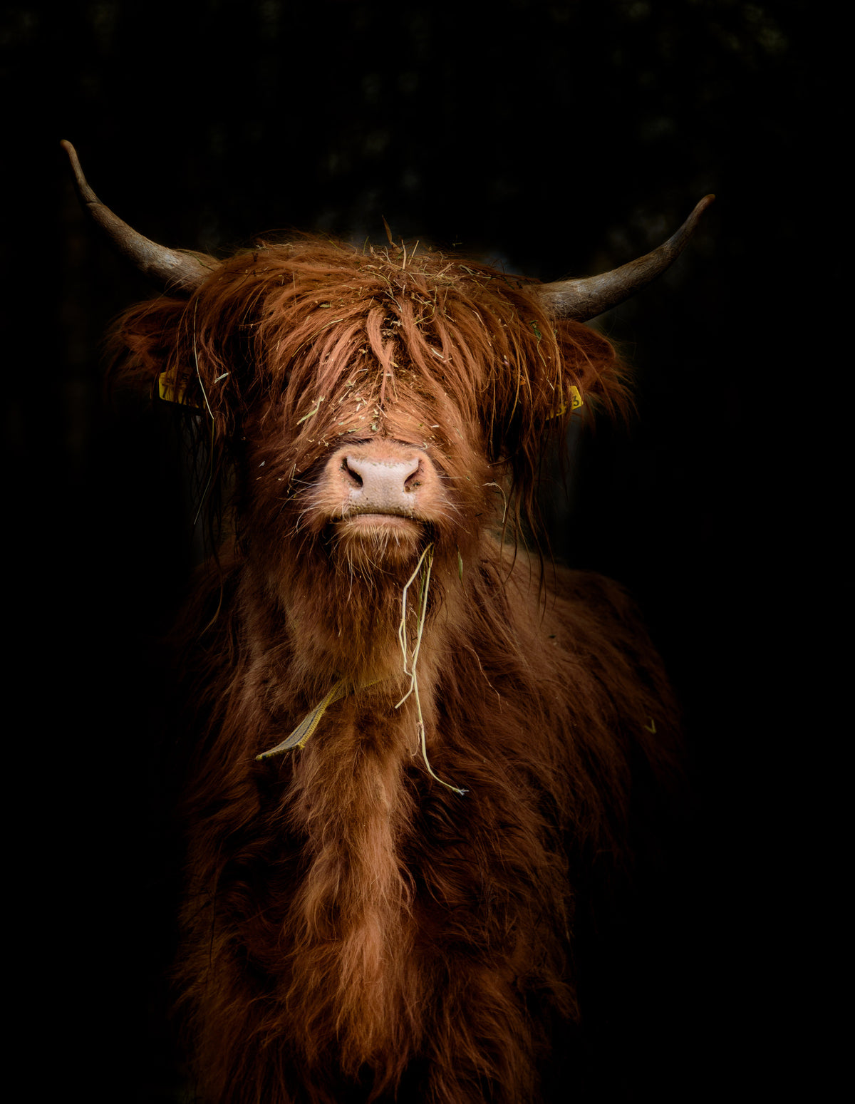 poster-print-highland-cattle-portrait