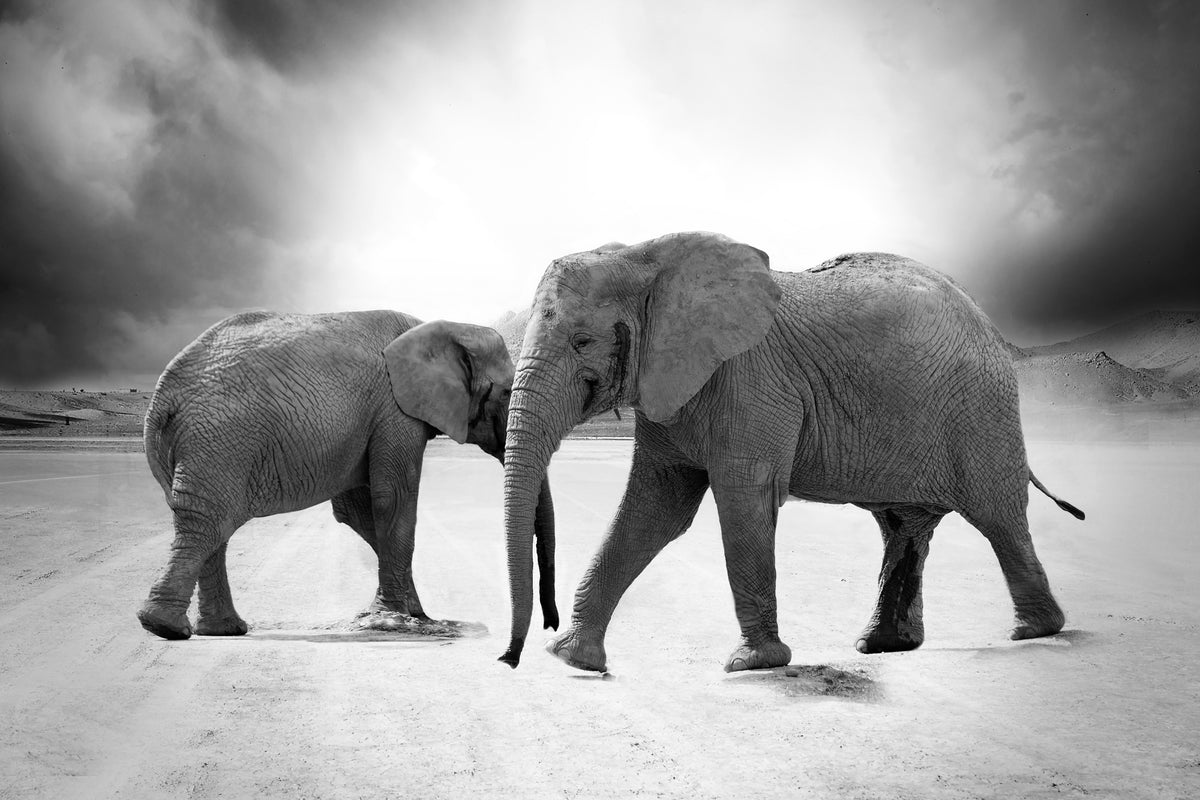 3-piece-acrylic-print-2-elephants-sw