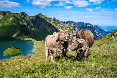 poster-print-cows-caressing-and-grooming