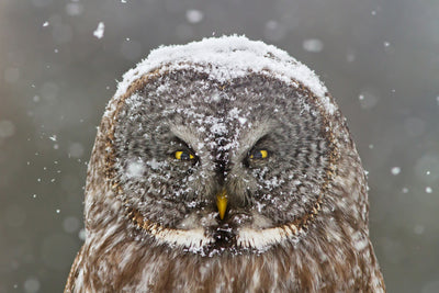 poster-print-great-grey-owl-winter-portrait