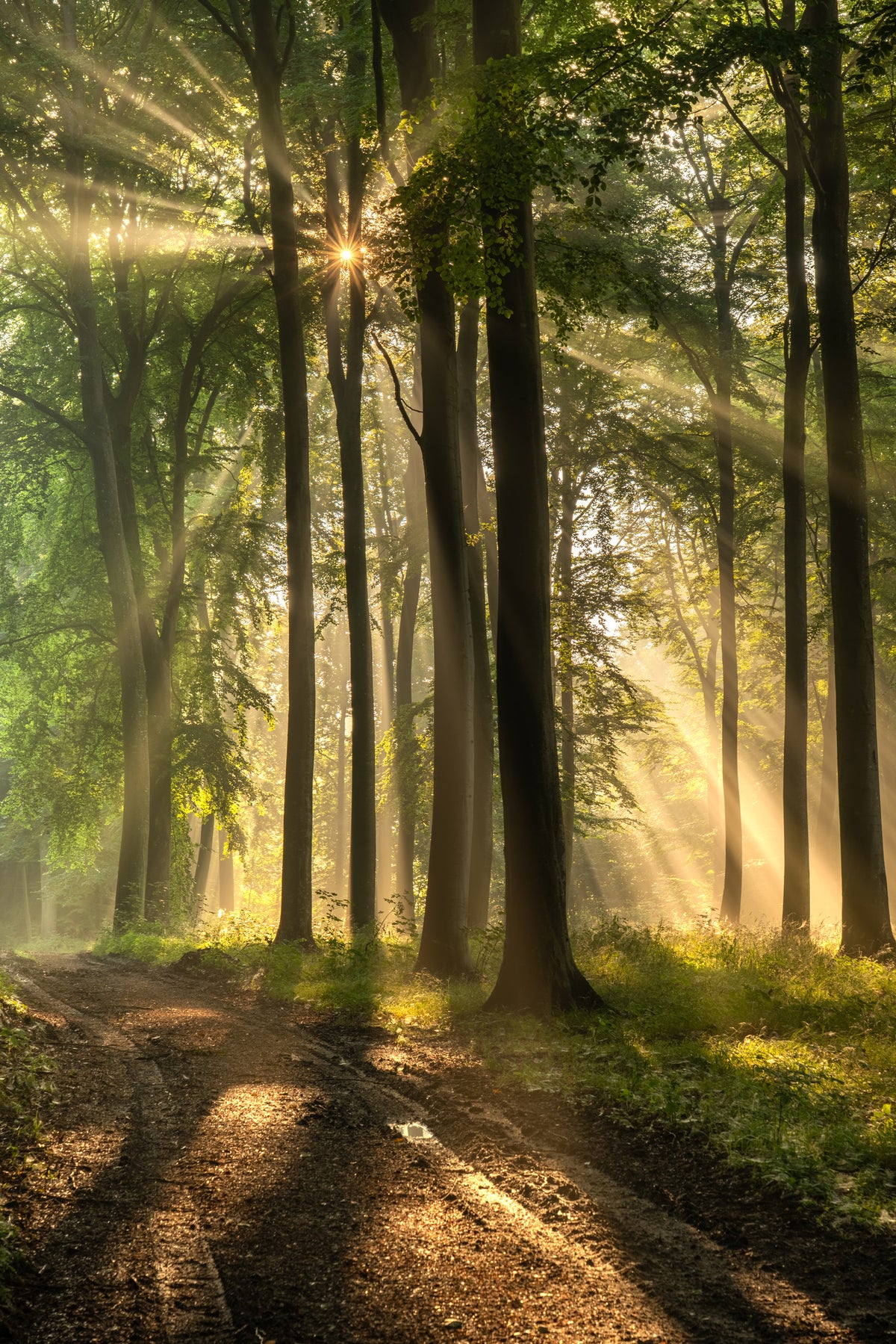 canvas-print-forest-road