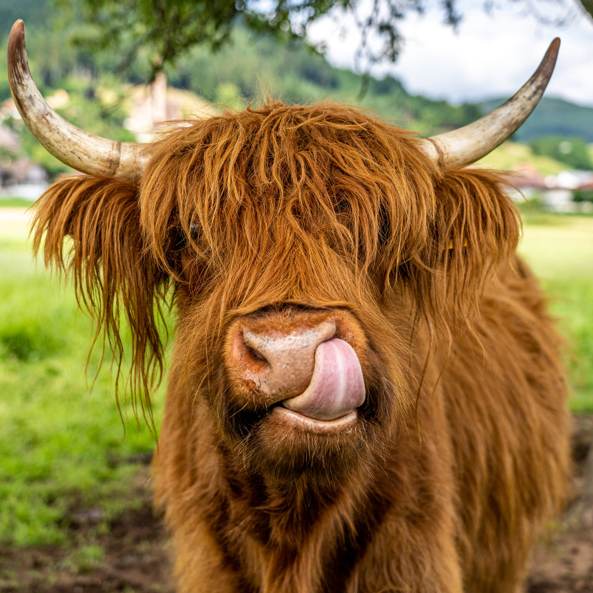 4-piece-canvas-print-highland-cow-in-the-black-forest