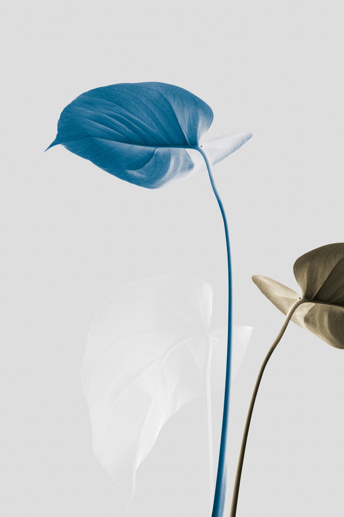 framedposter-print-monstera-creative-19